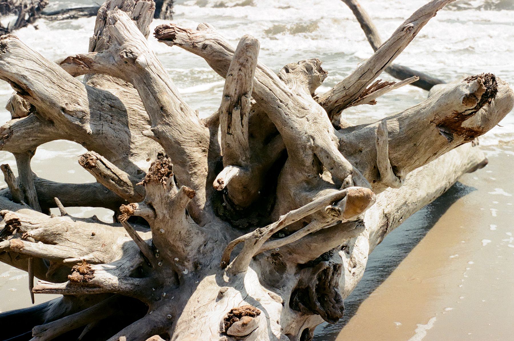 Dry Bones