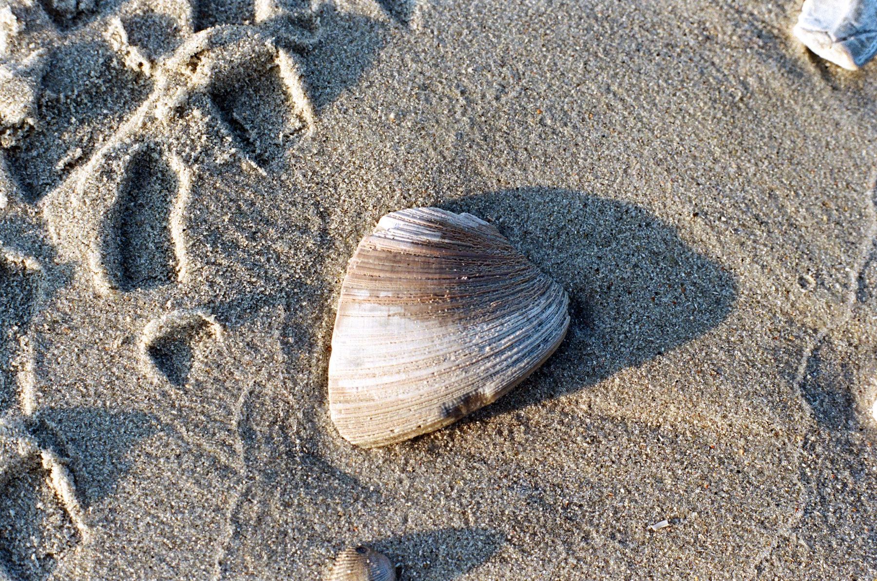 Seashell Solitaire