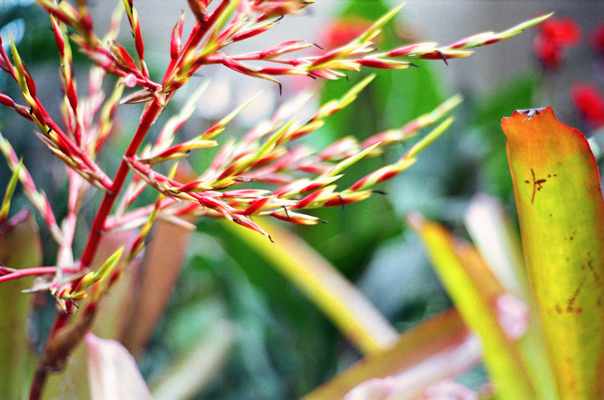 Subtle Thorns