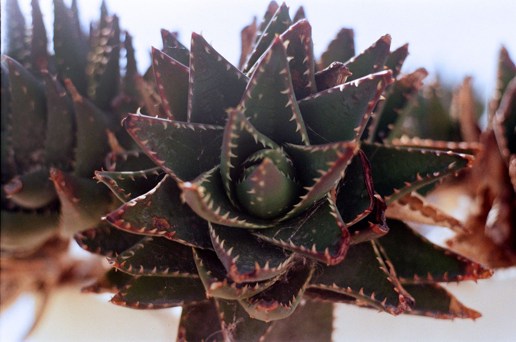Bowser's Favorite Flower