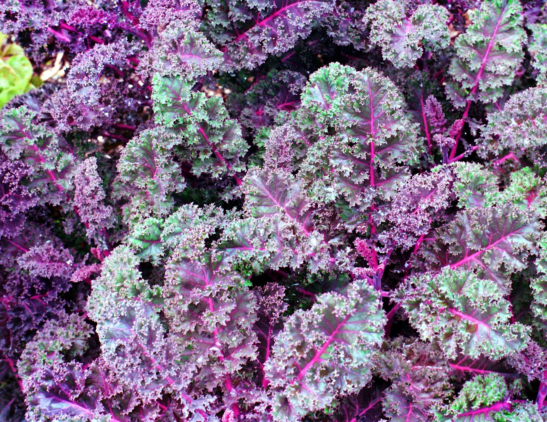 Color Me Insides