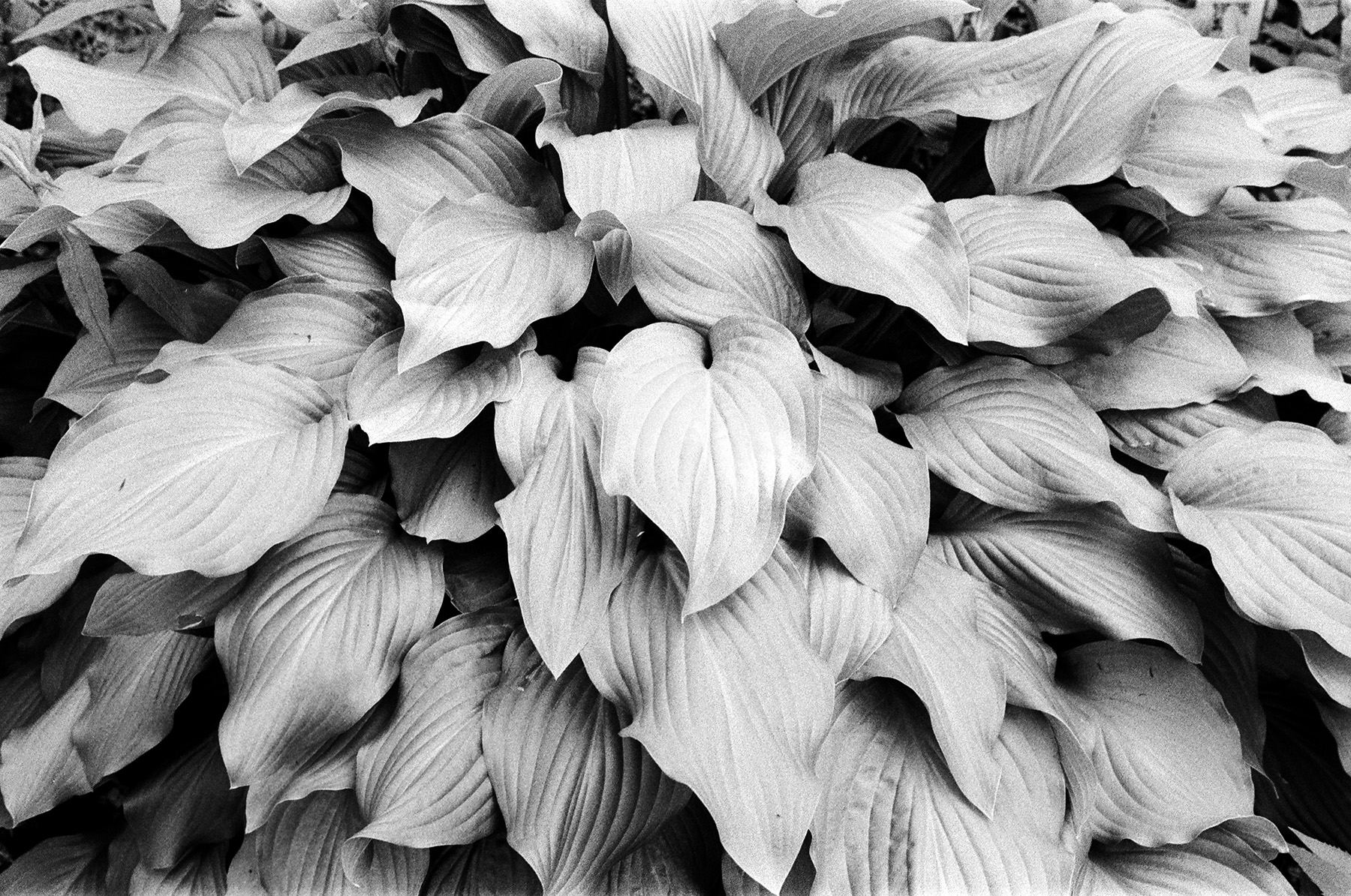 Love a Good Hosta